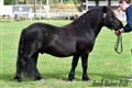 26hpvet2_rosenhagas_goya.jpg