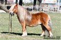 26hpvet_ouzo_v_d_bosrand.jpg
