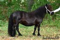 26bosjo_stellagardens_oaccy.jpg