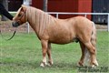 26hpvet2_jaxxon_af_granbacka .jpg
