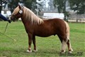 26hpvet2_zeke .jpg
